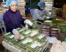 Illustrative image (Photo: VNA)