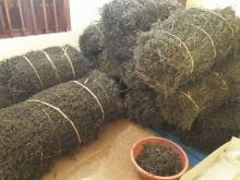 Dried black jelly trees (Photo: VNA)