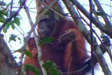 Orangutan in Bapanggang Raya Village, of Mentawa Baru Subdistrict, C Kalimantan, Friday (Oct 8, 2021). ANTARA/HO-BKSDA 