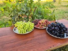 Viticulture development in Kyrgyzstan: planting seedlings and implementing modern cultivation methods