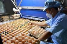 Singapore opens market to some Vietnamese poultry meat, eggs