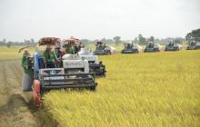 Vietnam's rice exports expected to hit 5 billion USD this year