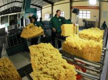 A rubber processing plant in the Central Highlands province of Gia Lai. (Photo: VNA)