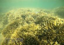 Coral reefs in Ninh Thuan province (Photo: VNA)
