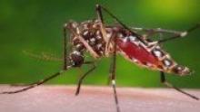 New Report By WHO Signals Slowdown In Fight Against Malaria  