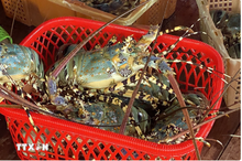 Vietnamese shrimp exporters earn 767 million USD from China