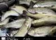 Fisheries Make Up For $28m Exports