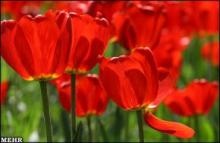 Tehran to host 8th intl. flower show