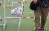 Pet show