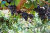 Local Grapes Fill Markets as Peak Summer Season Begins