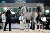 ECAHO-Sanctioned International Arabian Horse Championship Kicks Off in Jeddah