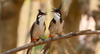 bulbul