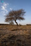 Acacia Nilotica Flourishes in Najran, Revives Environment and Economy