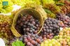 Grape Farming in Qassim: A Quality Yield Boosting Crop Diversity, Supporting Local Economy