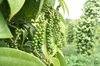 Vietnam’s key exports to Egypt include computers, electronic products and components, seafood, pepper, yarn, coffee, and other agricultural products. (Photo: VNA)